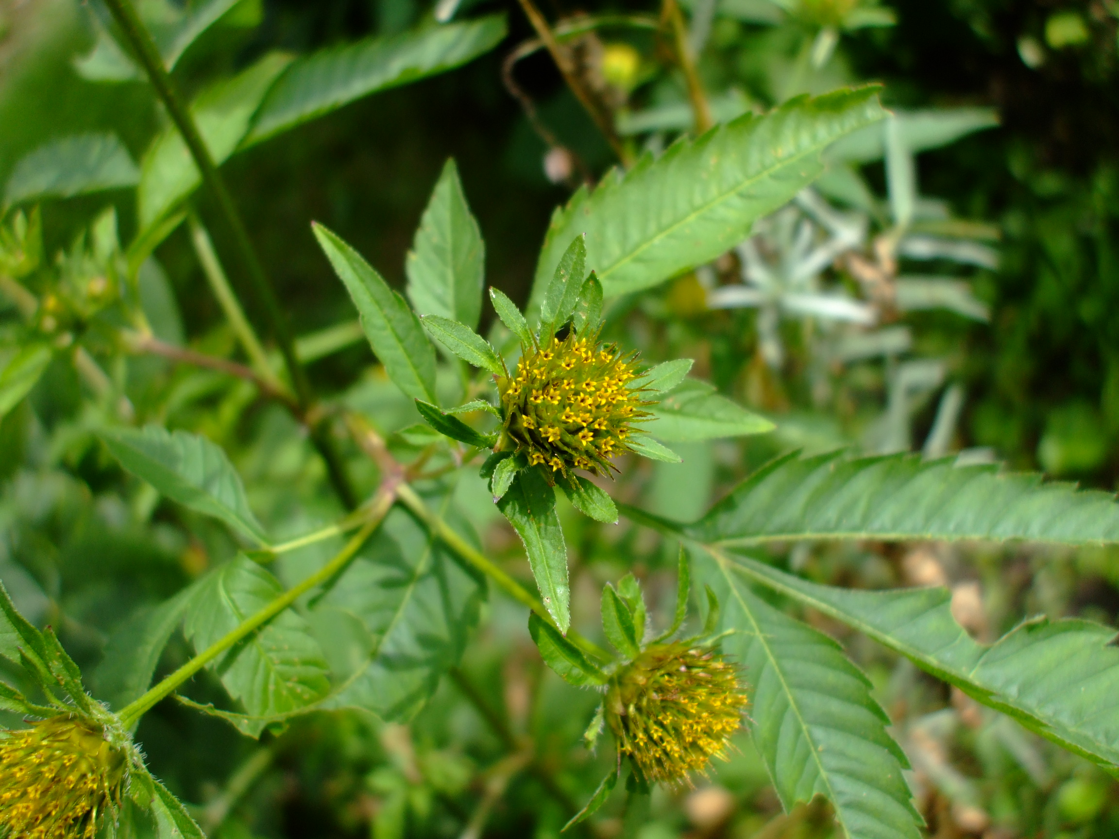 Bidens frondosa